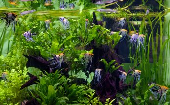 Skalare in einem bepflanzten Aquarium mit Wurzeln und dichter Bepflanzung