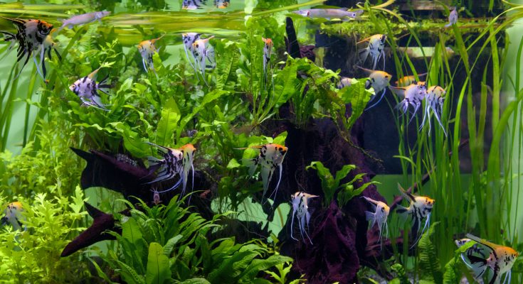 Skalare in einem bepflanzten Aquarium mit Wurzeln und dichter Bepflanzung