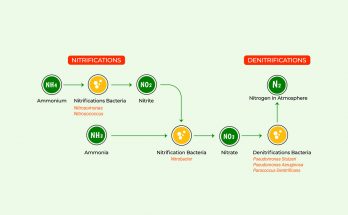 Grafik des Stickstoffkreislaufs im Aquarium mit Ammonium, Nitrit, Nitrat und den beteiligten Bakterienarten