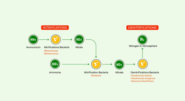 Grafik des Stickstoffkreislaufs im Aquarium mit Ammonium, Nitrit, Nitrat und den beteiligten Bakterienarten