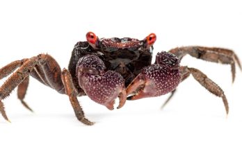 Vampirkrabben Geosesarma sp. mit roten Augen auf weißem Hintergrund