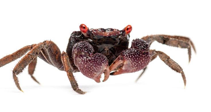 Vampirkrabben Geosesarma sp. mit roten Augen auf weißem Hintergrund