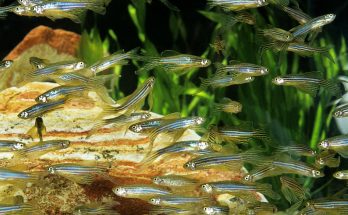 Schwarm Zebrabärblinge (Danio rerio) vor grünem Pflanzenhintergrund im Aquarium