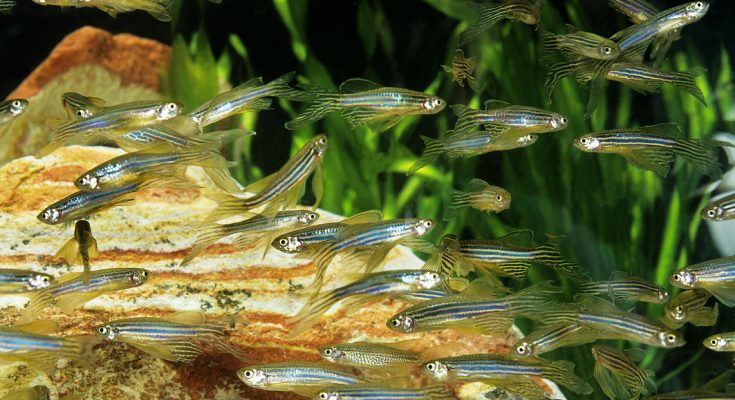 Schwarm Zebrabärblinge (Danio rerio) vor grünem Pflanzenhintergrund im Aquarium