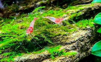 Zwei rote Zwerggarnelen sitzen auf Moos in einem bepflanzten Süßwasseraquarium