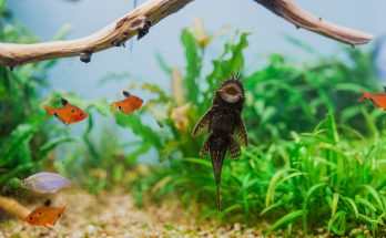 Pflanzen und Tiere im natürlichen Aquarium-Biotop