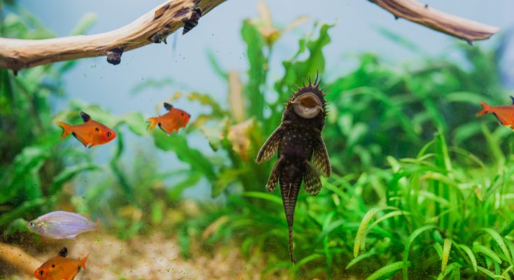 Pflanzen und Tiere im natürlichen Aquarium-Biotop