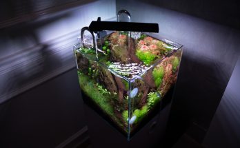 Nano-Aquascape mit Aquarienpflanzen und Wurzelgestaltung in einem offenen Glasbecken
