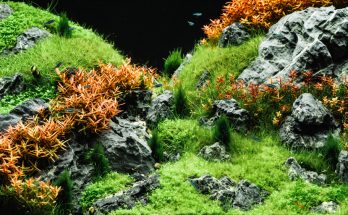 Naturbelassenes Aquascape mit Pflanzen und Steinen in einem Aquarium ohne Filter