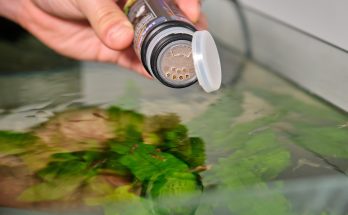 Bio-Produkte im Aquarium – Futtereingabe im Süßwasseraquarium