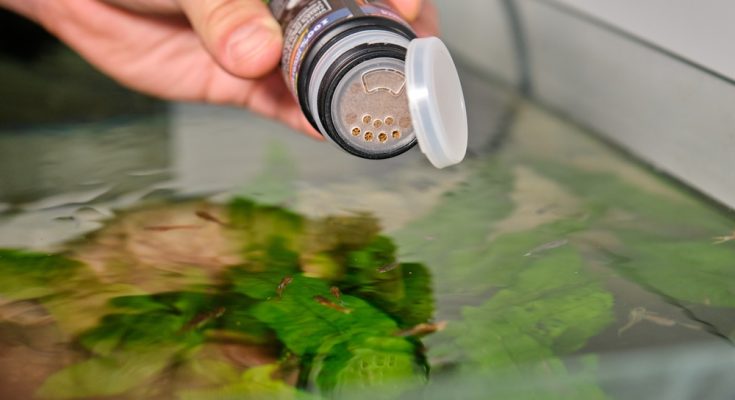 Bio-Produkte im Aquarium – Futtereingabe im Süßwasseraquarium