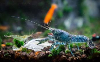 Blaue Krabben-Zwerggarnele (Caridina cf. babaulti var. Blue) auf Aquarienboden mit Moos