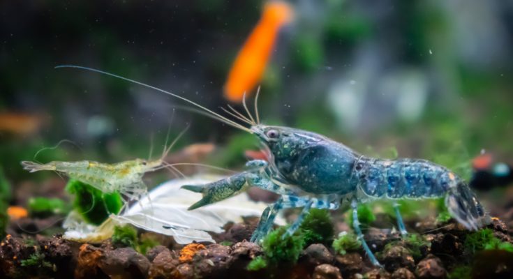 Blaue Krabben-Zwerggarnele (Caridina cf. babaulti var. Blue) auf Aquarienboden mit Moos