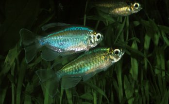 Zwei Blaue Kongosalmler (Phenacogrammus interruptus) im bepflanzten Aquarium