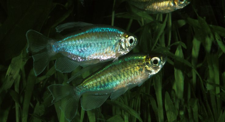 Zwei Blaue Kongosalmler (Phenacogrammus interruptus) im bepflanzten Aquarium