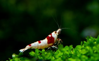 Rote Bienenzwerggarnele (Caridina logemanni) auf Moos im Aquarium