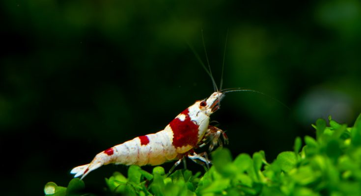 Rote Bienenzwerggarnele (Caridina logemanni) auf Moos im Aquarium