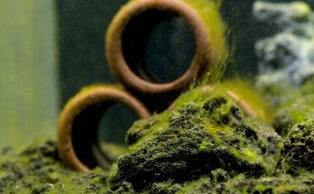 Algenprobleme im Aquarium - Fadenalgen auf Steinen im Süßwasseraquarium