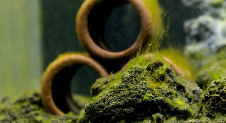 Algenprobleme im Aquarium - Fadenalgen auf Steinen im Süßwasseraquarium