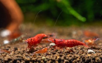 Fire Red Cherry Garnelen auf dunklem Aquarienbodengrund