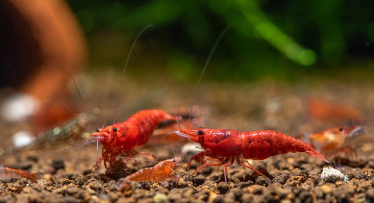 Fire Red Cherry Garnelen auf dunklem Aquarienbodengrund