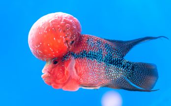 Flowerhorn-Cichlide mit großem Stirnbuckel vor blauem Hintergrund