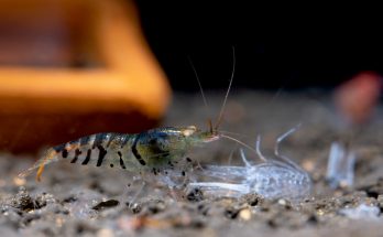 Garnelenhäutung - Neocaridina neben ihrer leeren Exuvie im Aquarium