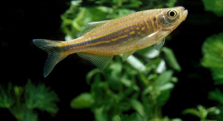 Giant Danio (Devario aequipinnatus) im Aquarium vor grüner Bepflanzung