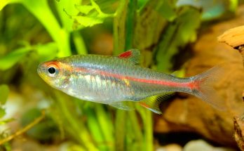 Glühlichtsalmler mit rotem Leuchtstreifen im Aquarium