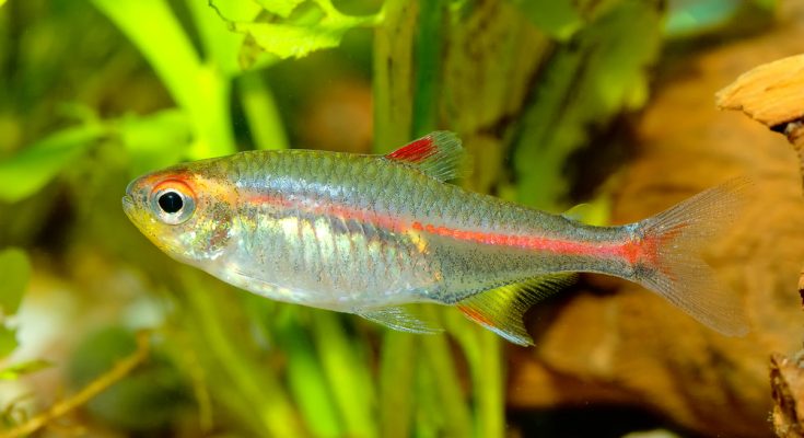 Glühlichtsalmler mit rotem Leuchtstreifen im Aquarium