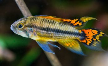 Männlicher Kakadu-Zwergbuntbarsch mit gespreizten Flossen im Aquarium
