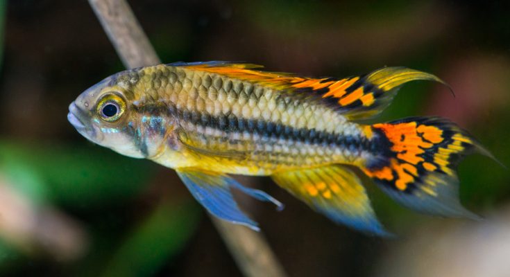 Männlicher Kakadu-Zwergbuntbarsch mit gespreizten Flossen im Aquarium