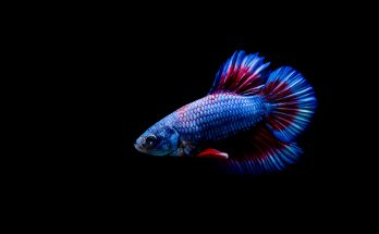 Kampffisch Wildform. Blauer und roter Kampffisch (Betta splendens) in Seitenansicht vor schwarzem Hintergrund