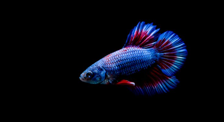 Kampffisch Wildform. Blauer und roter Kampffisch (Betta splendens) in Seitenansicht vor schwarzem Hintergrund