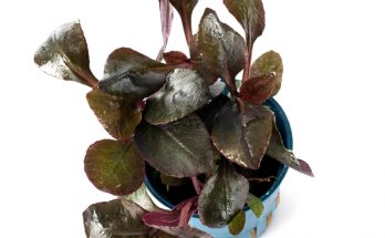 Kardinalslobelie (Lobelia cardinalis) – Aquariumpflanze im Topf, von oben fotografiert