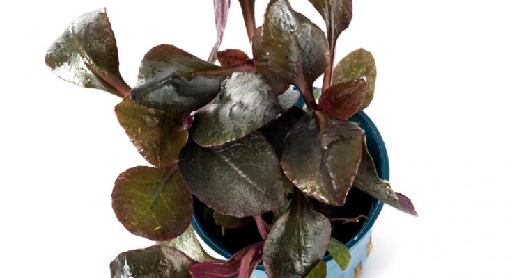 Kardinalslobelie (Lobelia cardinalis) – Aquariumpflanze im Topf, von oben fotografiert