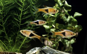 Gruppe von Keilfleckbärblingen im bepflanzten Süßwasseraquarium