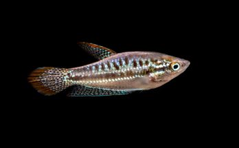 Der Knurrende Zwerggurami (Trichopsis pumila) vor schwarzem Hintergrund im Aquarium