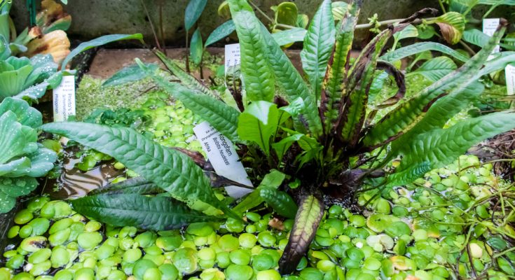 Kongofarn Bolbitis heudelotii zwischen Schwimmpflanzen im Aquarium