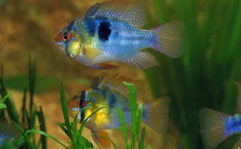 Schmetterlingsbuntbarsch schwimmt im bepflanzten Aquarium