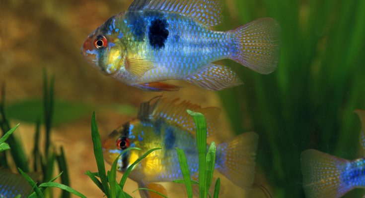 Schmetterlingsbuntbarsch schwimmt im bepflanzten Aquarium