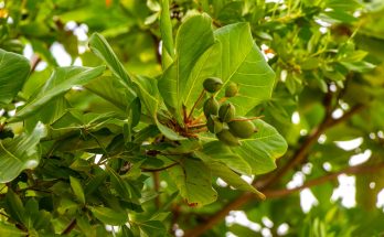 Seemandelbaum (Terminalia catappa) mit großen grünen Blättern und unreifen Früchten in tropischer Umgebung