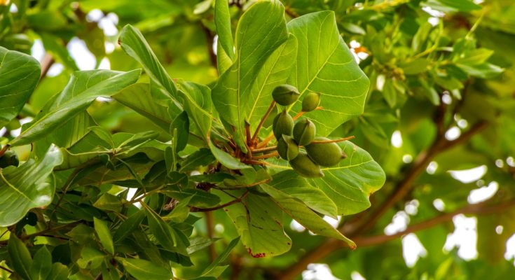 Seemandelbaum (Terminalia catappa) mit großen grünen Blättern und unreifen Früchten in tropischer Umgebung