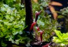 Rote Sulawesi Garnelen Caridina dennerli im bepflanzten Aquarium