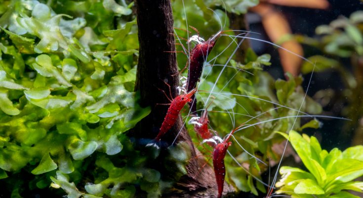 Rote Sulawesi Garnelen Caridina dennerli im bepflanzten Aquarium