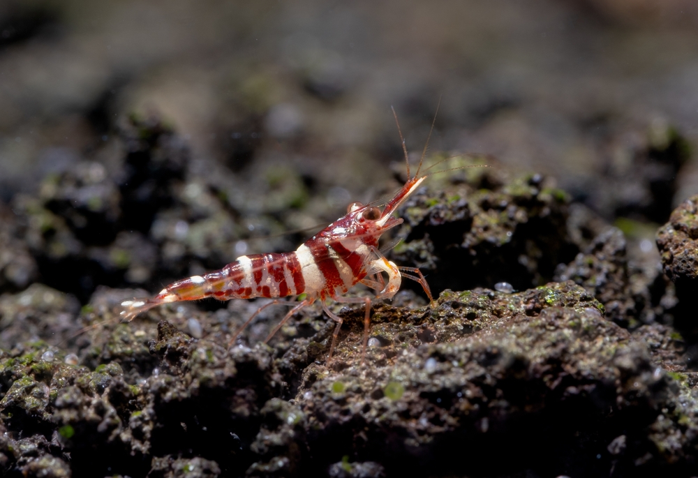 Rot-weiße Sulawesi Garnele Caridina dennerli auf Lavagestein im Aquarium