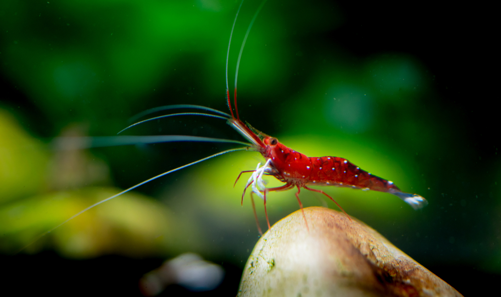 Rote Sulawesi Garnele Caridina dennerli sitzt auf einem Stein im Aquarium