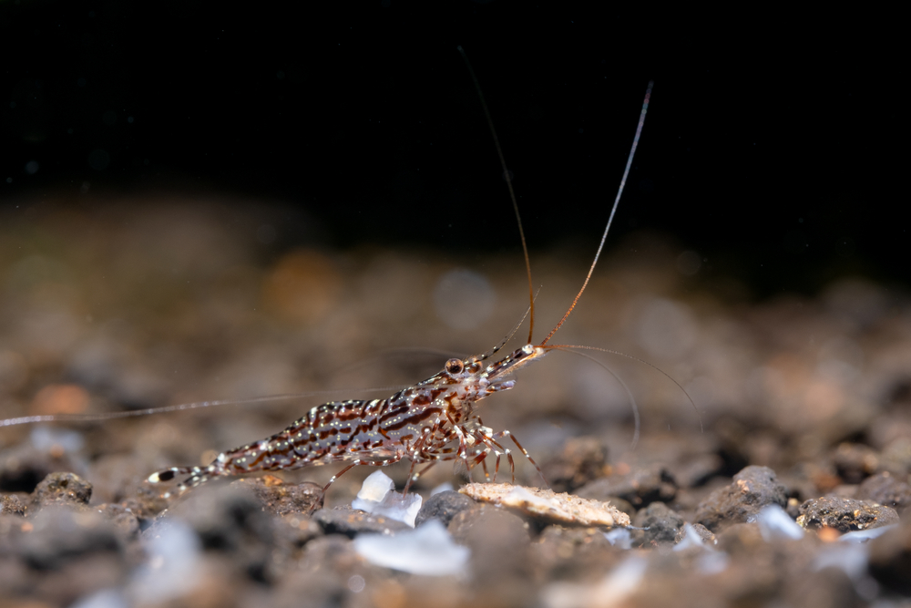 Sulawesi Garnele Caridina Art auf dunklem Bodengrund im Aquarium