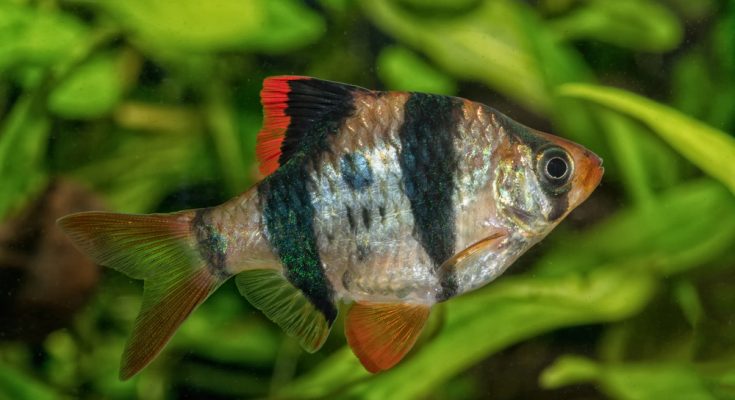 Sumatrabarbe im Aquarium mit grünen Wasserpflanzen