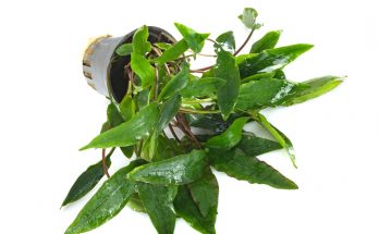 Wasserkelch (Cryptocoryne) in Topf für Süßwasseraquarien – perfekte Anfängerpflanze